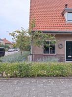 Leiboom 2 stuks, Tuin en Terras, Planten | Bomen, Bloeit niet, Leiboom, 250 tot 400 cm, Ophalen