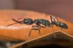 Gezocht: Harpegnathos Venator, Mieren