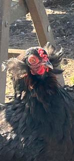Eierschalen gevraagd, Dieren en Toebehoren, Pluimvee, Vrouwelijk, Kip