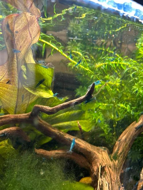 Blauwe garnalen, Dieren en Toebehoren, Vissen | Aquariumvissen, Kreeft, Krab of Garnaal