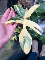 Philodendron Florida Beauty stek prachtige variegata, Ophalen of Verzenden