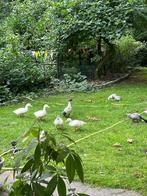 Kruising peking eend met ancona eend, Dieren en Toebehoren, Pluimvee, Meerdere dieren, Eend