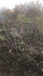 Zwarte framboos, Ophalen of Verzenden, Overige soorten, Minder dan 100 cm