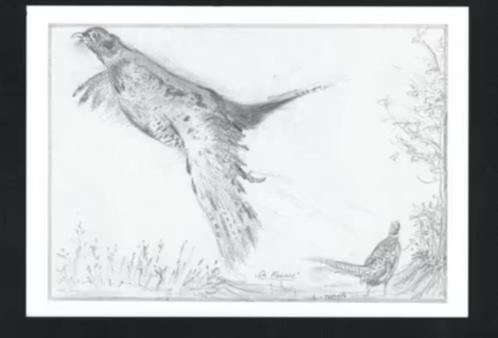 Opvliegende Fazant Phasianus Colchicus door E. v. Merkerk., Verzamelen, Ansichtkaarten | Dieren, Ongelopen, 1980 tot heden, Vogel
