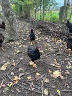 Barnevelders dubbelgezoomde groot hanen te koop, Mannelijk, Kip