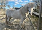 Super lieve pony te koop of te lease aangeboden, Ophalen, Overige soorten
