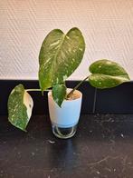 Monstera thai constellation, Ophalen of Verzenden, Overige soorten, Minder dan 100 cm