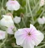 Lychis coronaria prikneus ‘alba’ ‘oculata’ Prikneus 3x, Ophalen of Verzenden, Zomer, Overige soorten, Halfschaduw