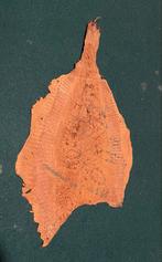 Vissehuid & Gedroogde Zeeplant - Antiek Decoratieobjecten Se, Ophalen of Verzenden