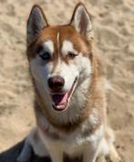 Siberische husky dekreu, Dieren en Toebehoren, Honden | Dekreuen, Reu, Eén hond, 3 tot 5 jaar, Nederland