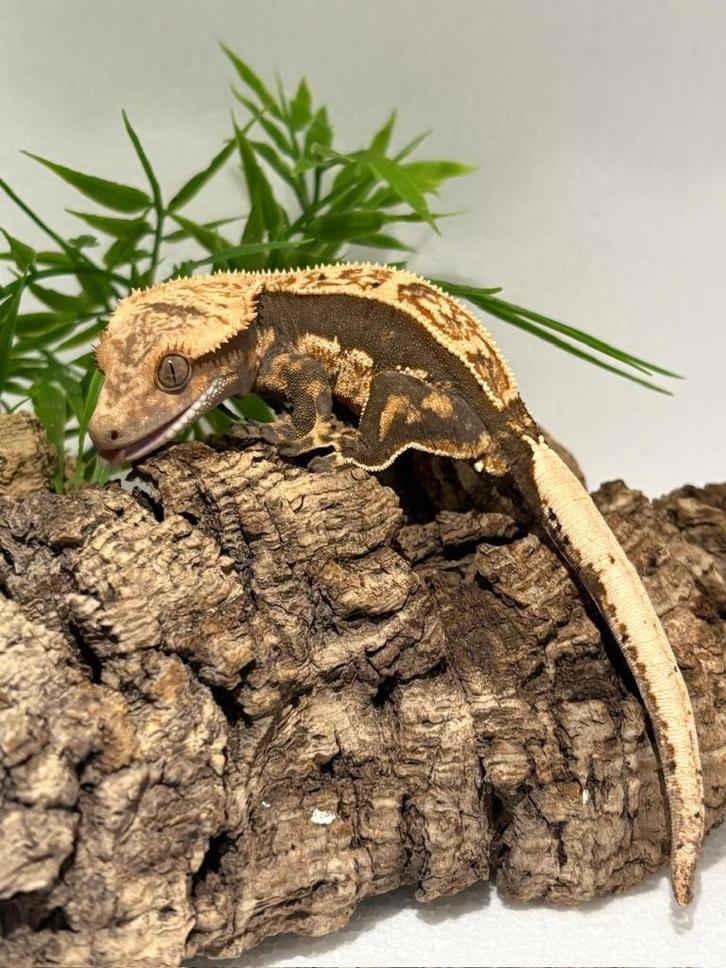 Wimpergekko - nakweek