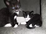 Kittens, Dieren en Toebehoren, Poes, Kortharig, 0 tot 2 jaar