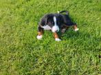 Appenzeller sennen pup reu, Particulier, Rabiës (hondsdolheid), 8 tot 15 weken, Reu