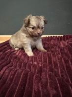 Pup pomchi kruising met boomer teefje!, Dieren en Toebehoren, Honden | Chihuahua's en Gezelschapshonden, Overige rassen, 8 tot 15 weken