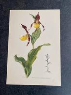 9 prenten planten/bloemen  16,5x24 cm  Samen 18 euro, Ophalen of Verzenden, Natuur en Biologie