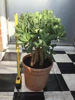 Grote Crassula, Huis en Inrichting, Kamerplanten, Ophalen, Halfschaduw, Minder dan 100 cm