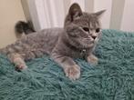 Britse korthaar raszuiver, Dieren en Toebehoren, Poes