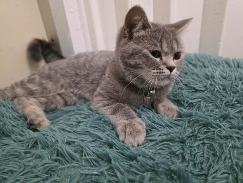 Britse korthaar raszuiver, Dieren en Toebehoren, Katten en Kittens | Raskatten | Korthaar, Poes