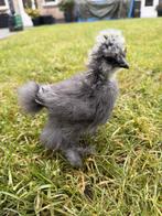 USA zijdehoen kuikens (hennen), Dieren en Toebehoren, Pluimvee, Vrouwelijk, Kip