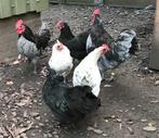 Australorp te koop!, Dieren en Toebehoren, Pluimvee, Meerdere dieren
