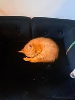 Mooie rode kittens (katers) 2 stuks, Kleding | Heren, Ophalen of Verzenden, Nieuw