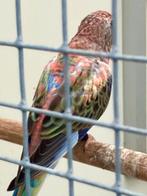 Bourke opaline man regenboog agua seletie, Dieren en Toebehoren, Vogels | Parkieten en Papegaaien, Mannelijk, Parkiet