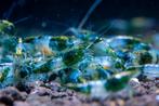 Neocaridina Green Rilli Garnaal, Dieren en Toebehoren, Vissen | Aquariumvissen, Kreeft, Krab of Garnaal