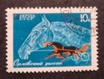 Rusland paard 2, Ophalen of Verzenden, Dier of Natuur