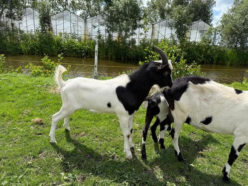 Hollandse bonte bokken, Dieren en Toebehoren, Schapen, Geiten en Varkens, Geit, Mannelijk