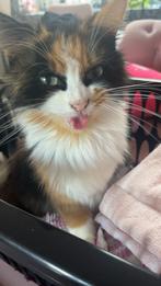 Lieve lapjespoes, Poes, Gechipt, 6 jaar of ouder