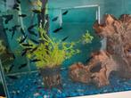 baby black molly's, Dieren en Toebehoren, Vis
