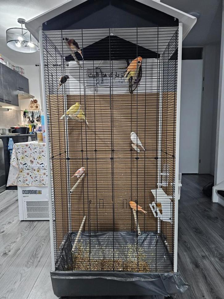 Mooie nette vogelkooi met 8 kanaries, Dieren en Toebehoren, Vogels | Hokken en Kooien, Zo goed als nieuw, Vogelkooi, Metaal, Ophalen