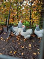 Mooie jonge Wyandotte krielhaan colombia, Dieren en Toebehoren, Pluimvee, Mannelijk, Kip