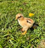 Gezocht: kuikens of broedeieren van Rir kriel., Dieren en Toebehoren, Pluimvee, Meerdere dieren, Kip
