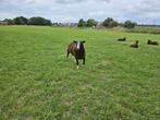 Zwartbles dekram, Dieren en Toebehoren, Schapen, Geiten en Varkens, Mannelijk, Schaap
