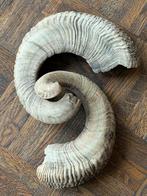 Set van 2 Mouflon Hoorns - 24 cm, Ophalen of Verzenden