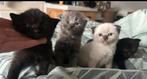 Britse korthaar, Dieren en Toebehoren, Katten en Kittens | Raskatten | Korthaar, Kater, Ontwormd