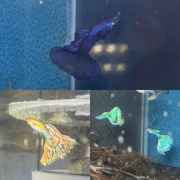 Raszuivere Show Guppen beschikbaar voor biedingen