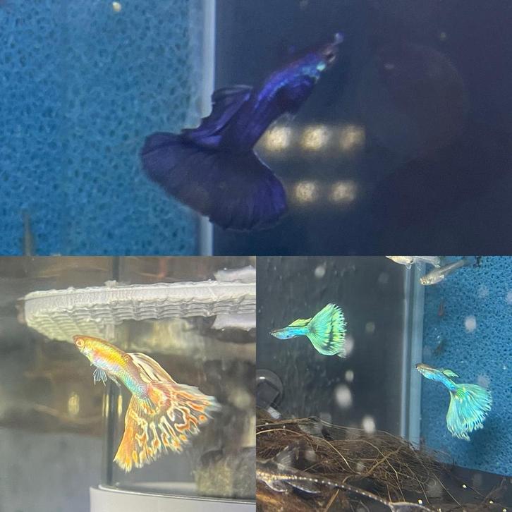 Raszuivere Show Guppen, Dieren en Toebehoren, Vissen | Aquariumvissen, Vis