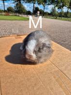 Jonge minilop/NHD konijnen, Dieren en Toebehoren, Konijnen, Meerdere dieren, Dwerg