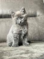 Ragdoll kitten blue solid, Poes, Ontwormd