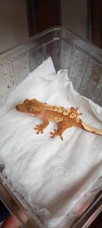 Poss 1.0 Red Tricolor wimpergekko baby, Dieren en Toebehoren, Reptielen en Amfibieën, Hagedis, Tam, 0 tot 2 jaar