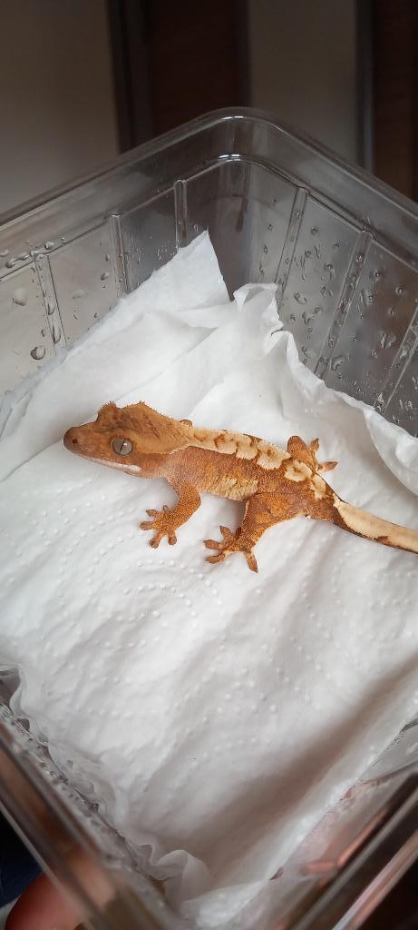 Poss 1.0 Red Tricolor wimpergekko baby, Dieren en Toebehoren, Reptielen en Amfibieën, Hagedis, 0 tot 2 jaar, Tam