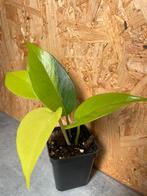 Epipremnum Neon plantje, Ophalen of Verzenden, Overige soorten, Halfschaduw, Minder dan 100 cm