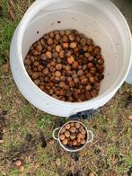 Walnoten 2025 - 4 Kilo, Ophalen of Verzenden