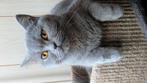 Te koop mooie Britse korte haar poesje, Dieren en Toebehoren, Katten en Kittens | Raskatten | Korthaar, Poes, Ontwormd, 0 tot 2 jaar