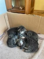 Kittens kopen, Ophalen of Verzenden