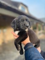 Labrador X Nova scotia duck tolling retriever, Nederland, Overige rassen, 8 tot 15 weken, CDV (hondenziekte)