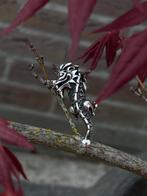 Originele Trollbeads Naughty Dragon, Ophalen, Zo goed als nieuw, Zilver, Trollbeads