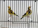 Major Putters Te Koop, Dieren en Toebehoren, Vogels | Overige Vogels, Meerdere dieren, Wildzangvogel, Geringd
